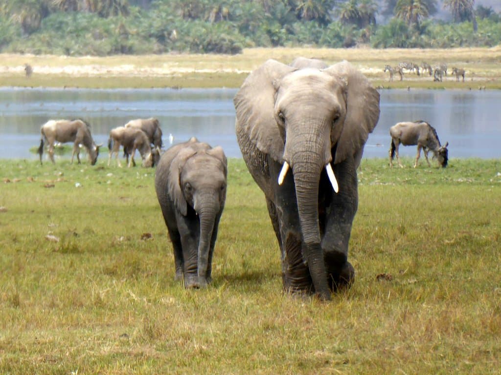 Elephants after quenching their thirst